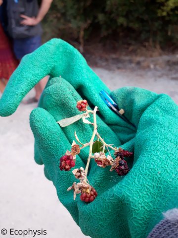 autumn eco tour berries